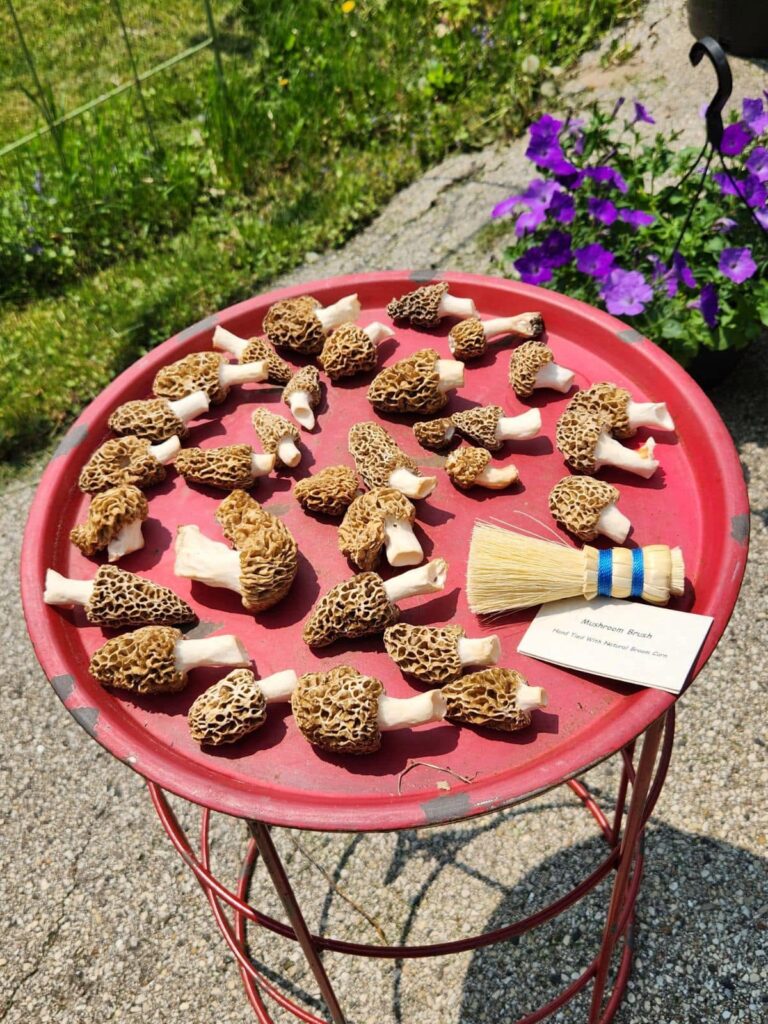 whisked away morels and mushroom brushes